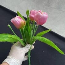 TULIPA